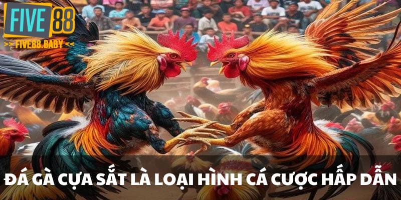 Đá gà cựa sắt là loại hình cá cược được nhiều người yêu thích