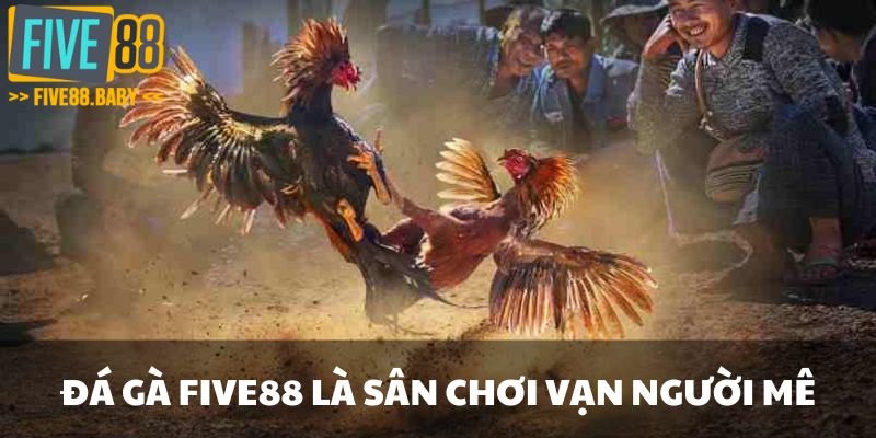 Đá gà Five88 là sân chơi vạn người mê