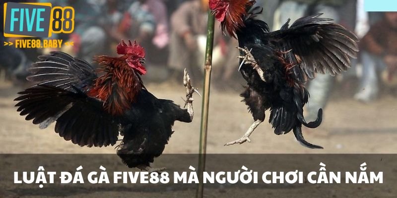 Luật đá gà Five88 mà người chơi cần nắm