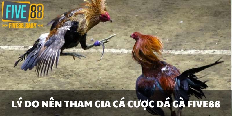 Lý do nên tham gia cá cược đá gà Five88