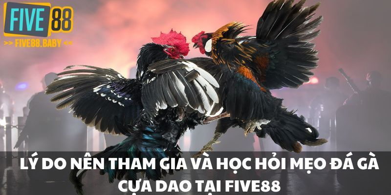 Lý do nên tham gia và học hỏi mẹo đá gà cựa dao tại Five88