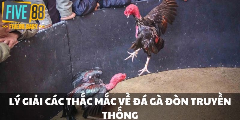 Lý giải các thắc mắc về đá gà đòn truyền thống