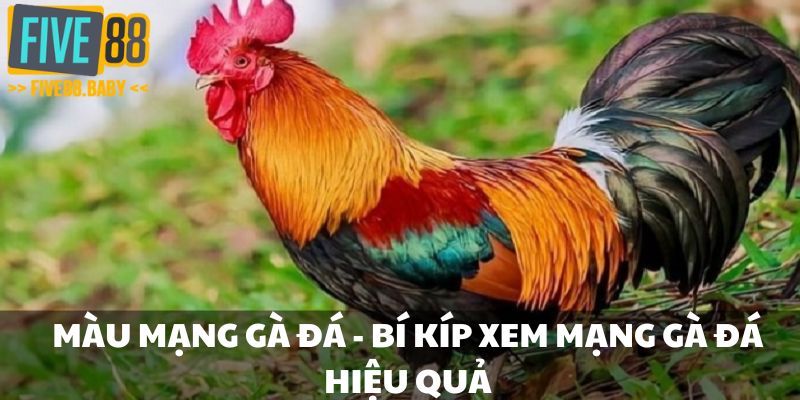 Màu mạng gà đá