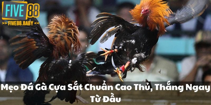 mẹo đá gà cựa sắt