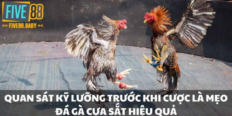 Quan sát kỹ lưỡng trước khi cược - Mẹo đá gà cựa sắt hiệu quả