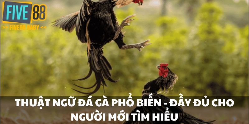 Thuật ngữ đá gà phổ biến