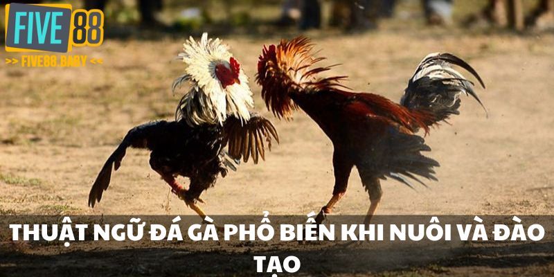 Thuật ngữ đá gà phổ biến khi nuôi và đào tạo
