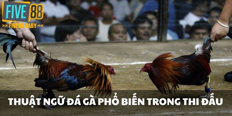 Thuật ngữ đá gà phổ biến trong lúc thi đấu
