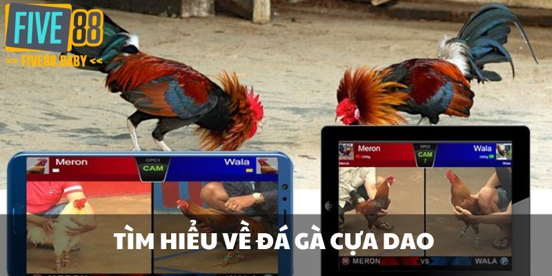 Tìm hiểu về đá gà cựa dao