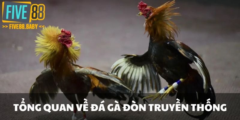 Tổng quan về đá gà đòn truyền thống