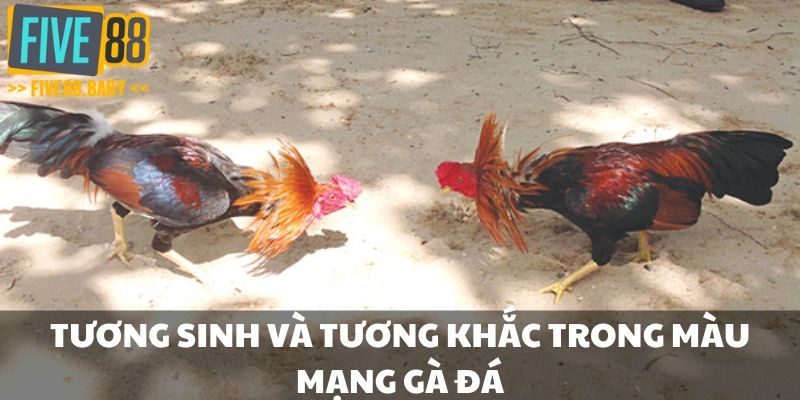 Tương sinh và tương khắc trong màu mạng gà đá mà bạn cần nắm