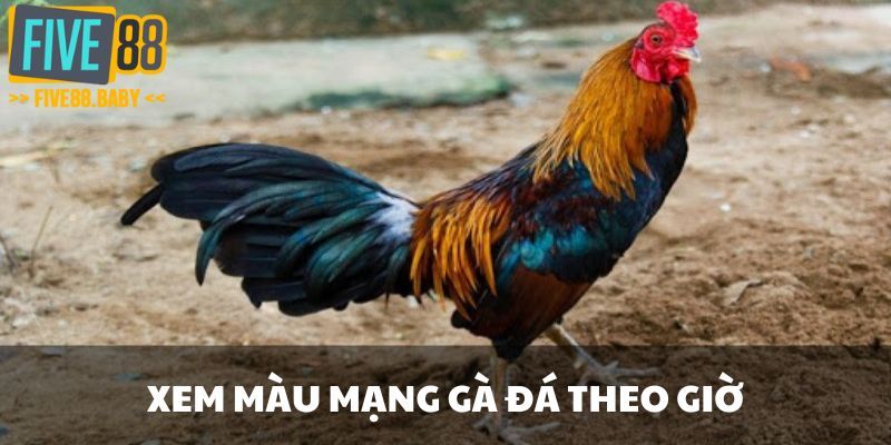 Xem màu mạng gà đá theo giờ